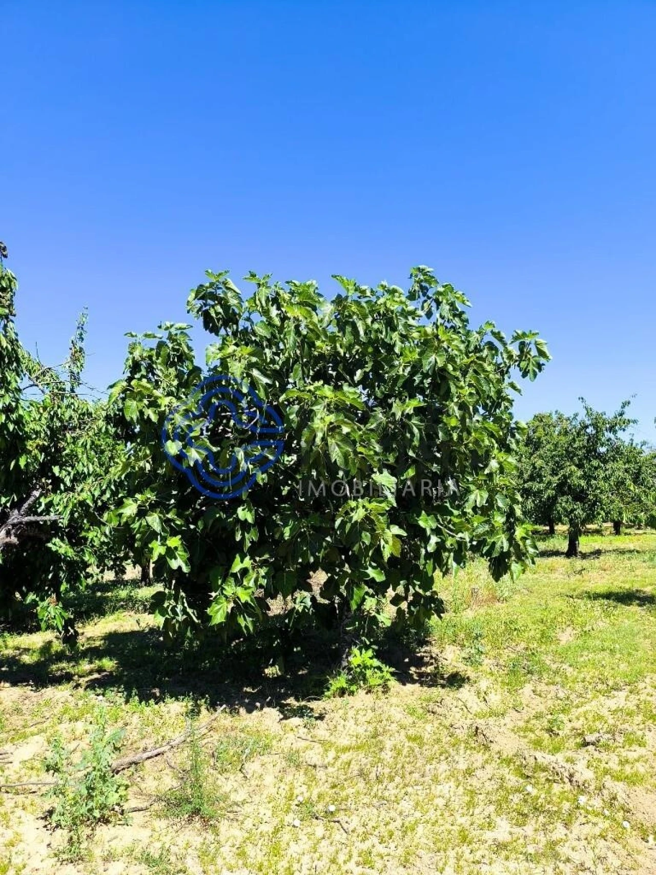 Terreno para Venda em Três Povos Foto 27