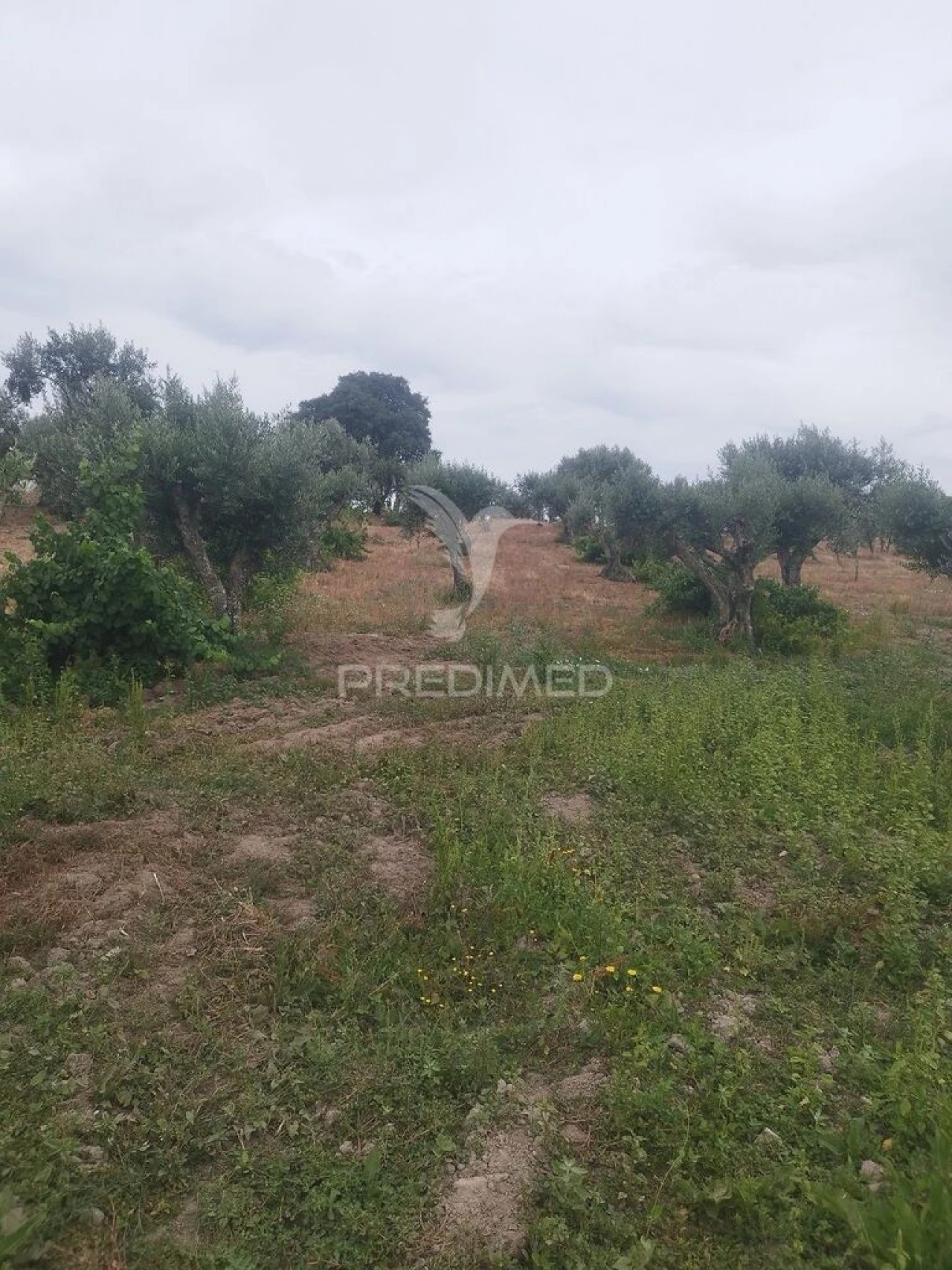 Terreno para Venda em Espírito Santo, Nossa Senhora da Graça e São Simão Foto 5