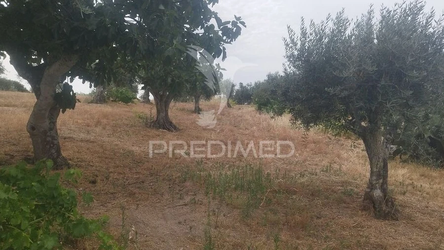 Terreno para Venda em Espírito Santo, Nossa Senhora da Graça e São Simão