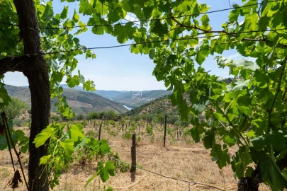 Terreno para Venda em Vila Nova de Foz Côa