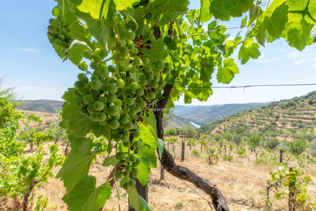 Terreno para Venda em Vila Nova de Foz Côa Foto 52