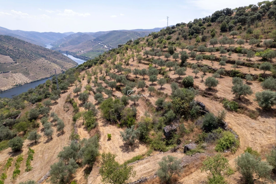 Terreno para Venda em Vila Nova de Foz Côa Foto 59