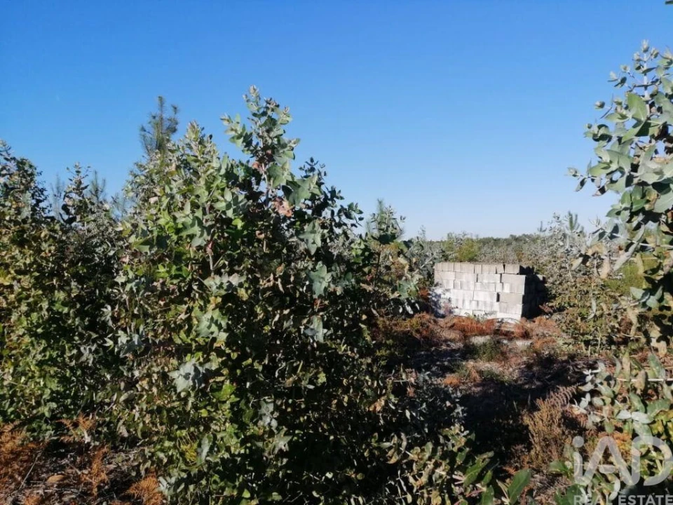 Terreno para Venda em Monte Real e Carvide Foto 4