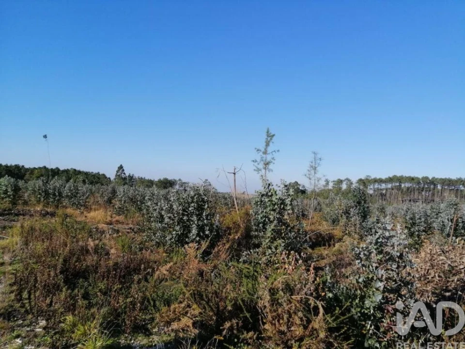 Terreno para Venda em Monte Real e Carvide Foto 10
