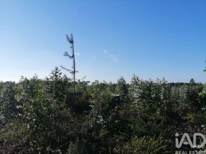 Terreno para Venda em Monte Real e Carvide Foto 13