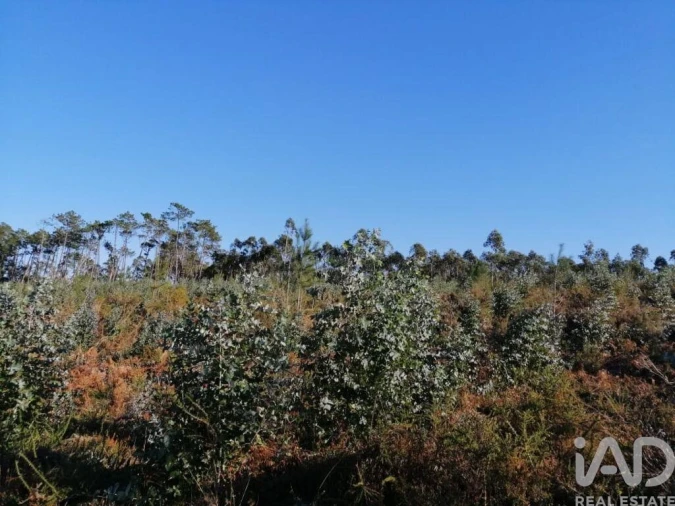 Terreno para Venda em Monte Real e Carvide Foto 11