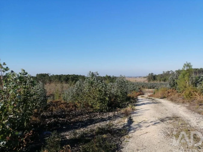 Terreno para Venda em Monte Real e Carvide Foto 6