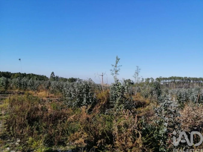 Terreno para Venda em Monte Real e Carvide Foto 10