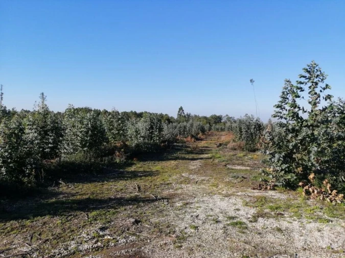 Terreno para Venda em Monte Real e Carvide Foto 7