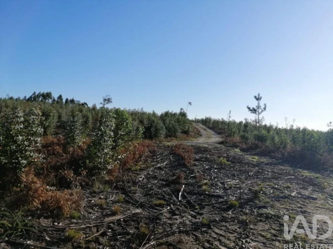Terreno para Venda em Monte Real e Carvide Foto 9
