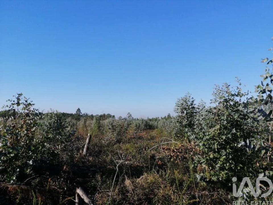 Terreno para Venda em Monte Real e Carvide Foto 12