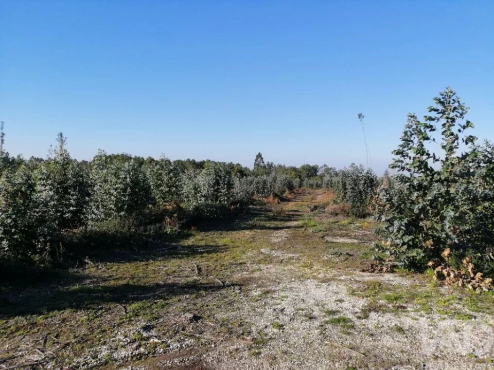 Terreno para Venda em Monte Real e Carvide Foto 7