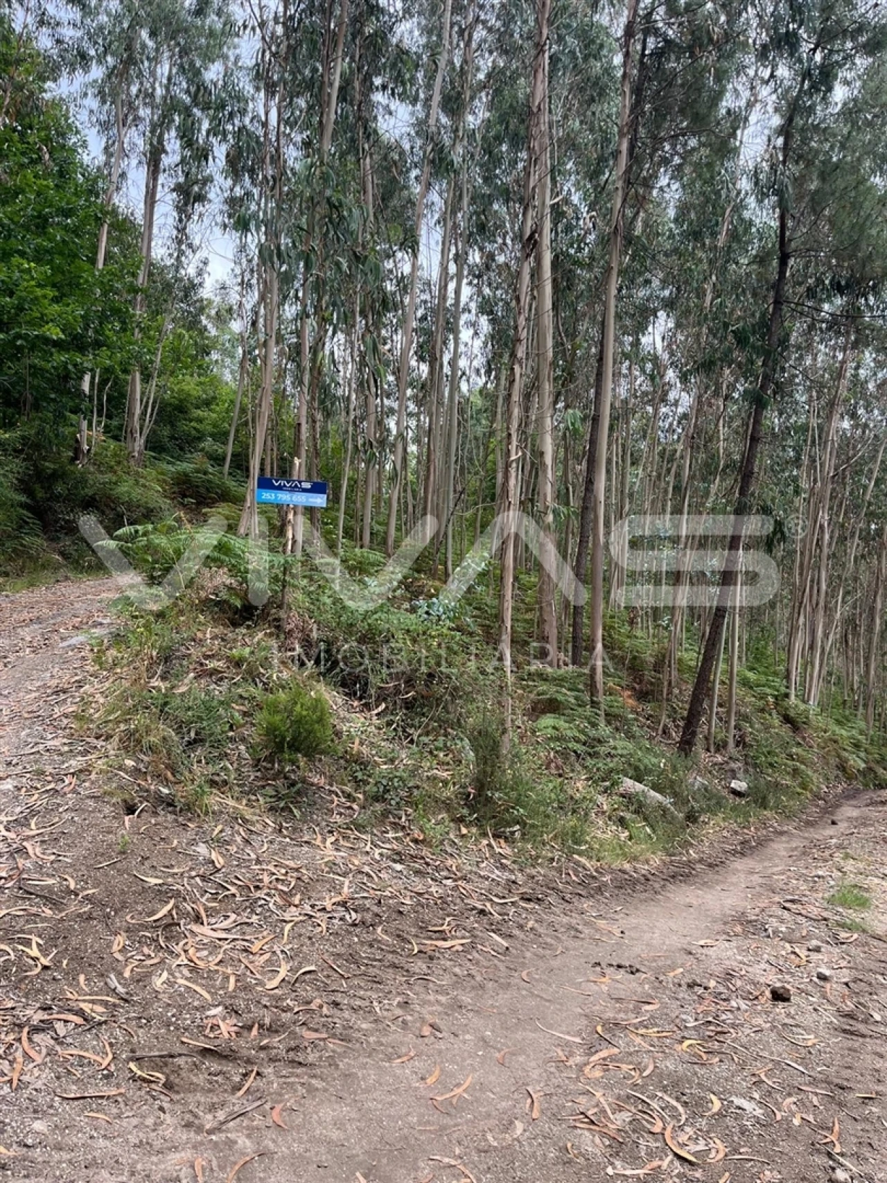Terreno Agricola ou Rústico para Venda em Vilela, Seramil e Paredes Secas Foto 3