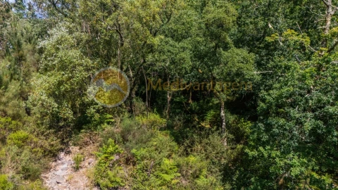 Terreno para Venda em Areias