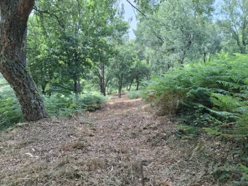 Terreno para Venda em Macieira de Cambra