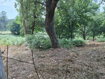 Terreno para Venda em Macieira de Cambra
