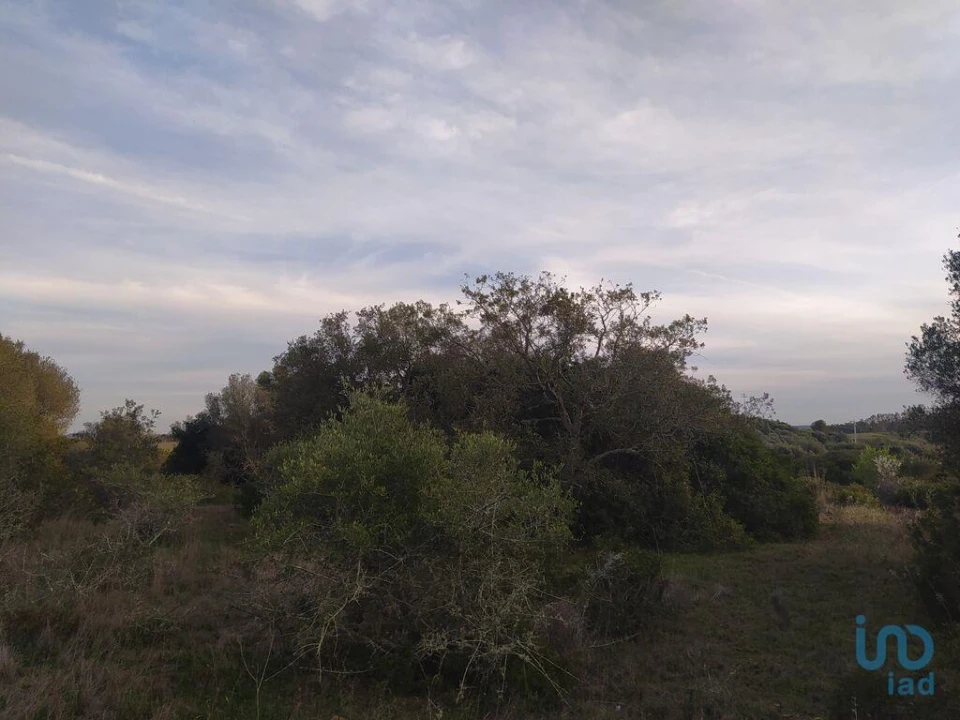Terreno para Venda em Barão de São Miguel Foto 9
