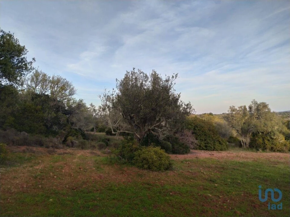 Terreno para Venda em Barão de São Miguel Foto 5