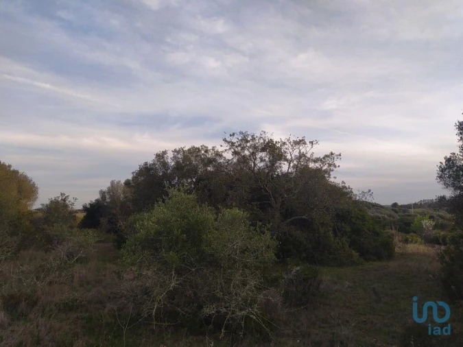 Terreno para Venda em Barão de São Miguel Foto 9