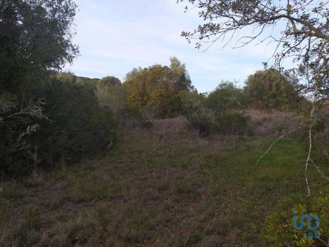 Terreno para Venda em Barão de São Miguel Foto 10