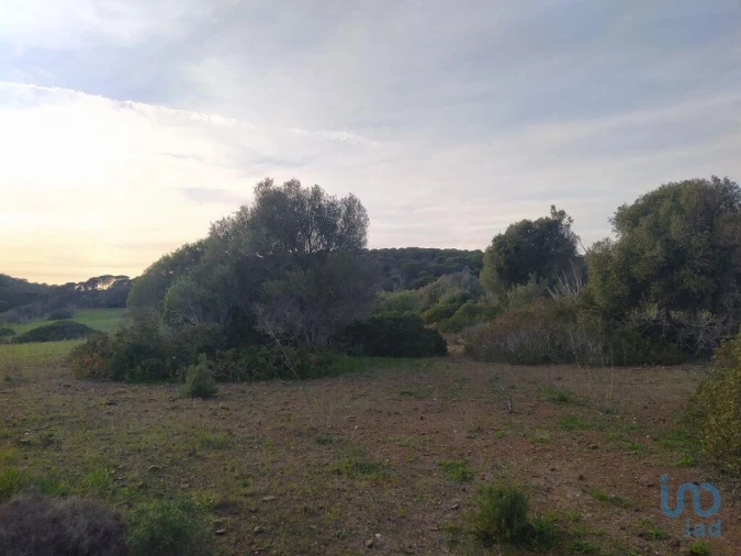 Terreno para Venda em Barão de São Miguel Foto 6