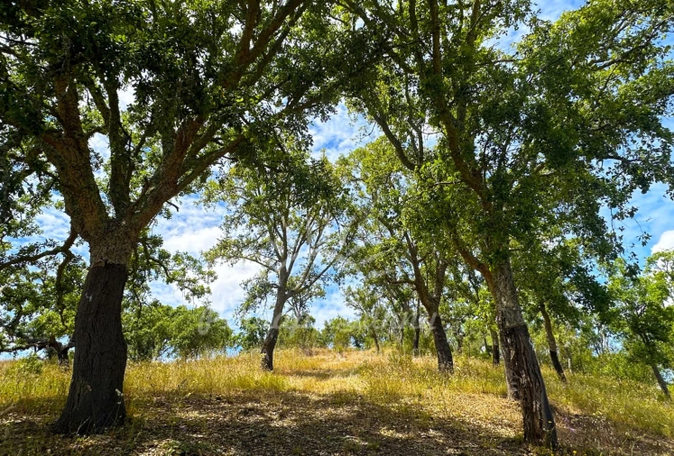 Terreno Misto para Venda em Santiago do Cacém, Santa Cruz e São Bartolomeu da Serra Foto 10