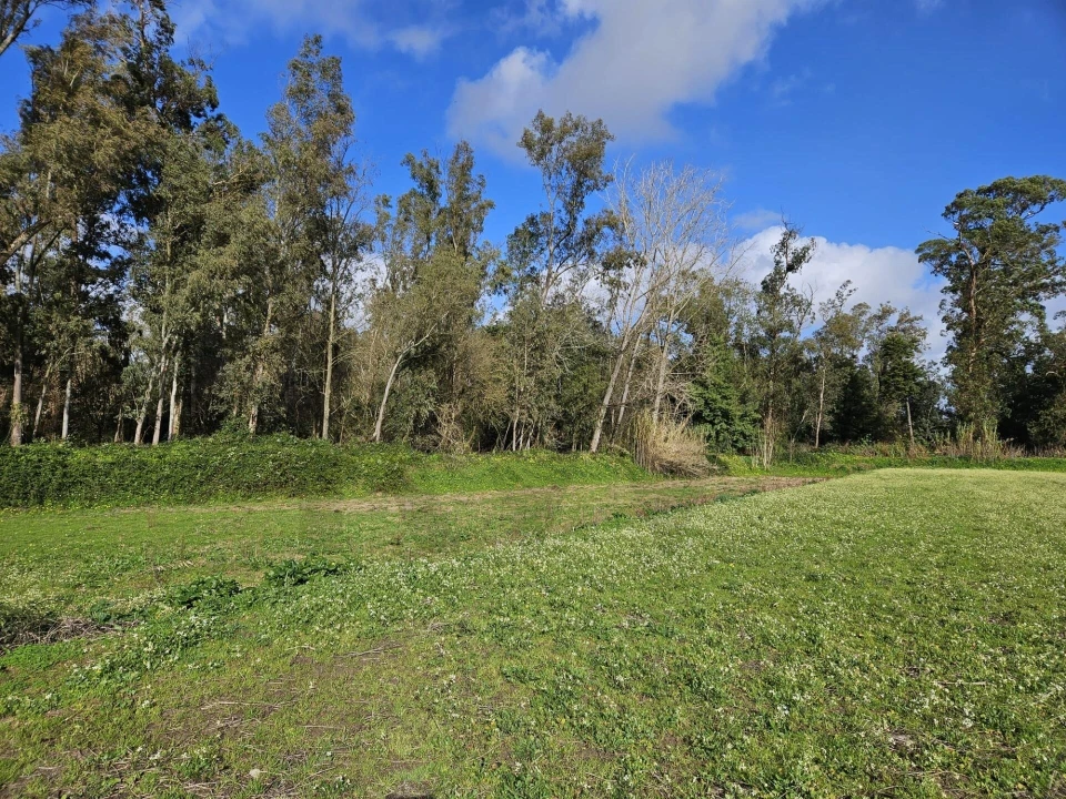 Terreno para Venda em São João do Campo Foto 4