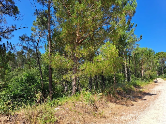 Terreno para Venda em Ega Foto 5