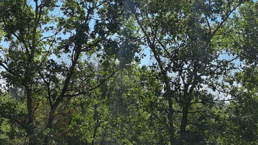 Terreno para Venda em Ega