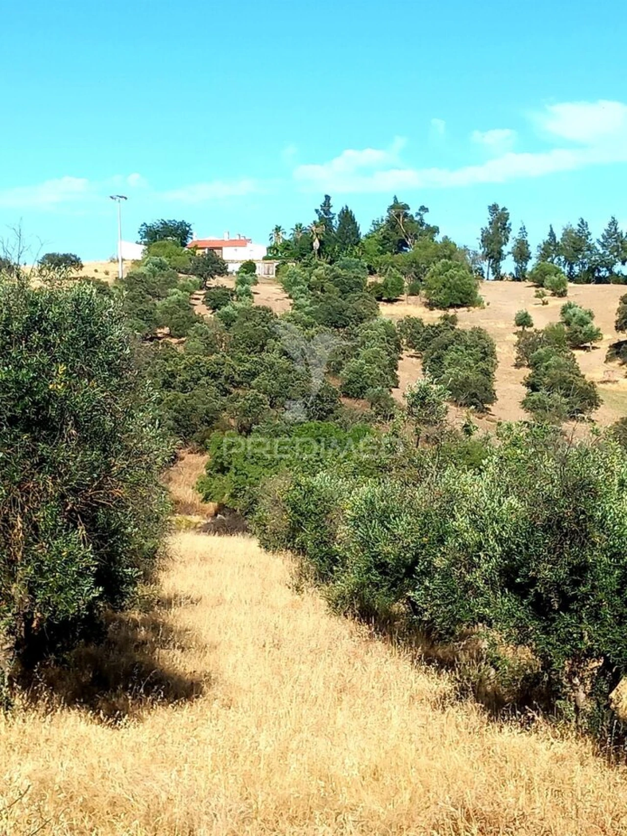 Terreno para Venda em Nossa Senhora da Conceição, São Brás dos Matos, Juromenha Foto 19