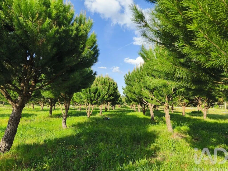 Quinta T5 para Venda em Figueiro da Granja Foto 38