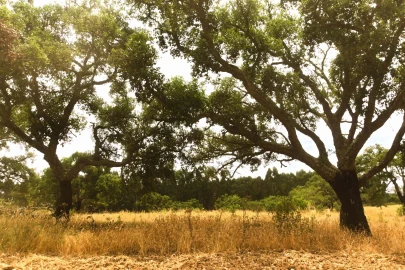 Quinta T4 para Venda em Santiago do Cacém, Santa Cruz e São Bartolomeu da Serra