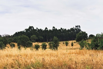 Quinta T4 para Venda em Santiago do Cacém, Santa Cruz e São Bartolomeu da Serra