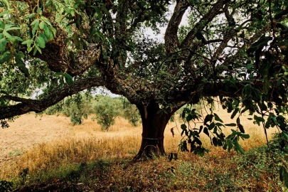 Quinta T4 para Venda em Santiago do Cacém, Santa Cruz e São Bartolomeu da Serra