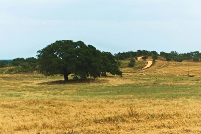 Quinta T4 para Venda em Santiago do Cacém, Santa Cruz e São Bartolomeu da Serra