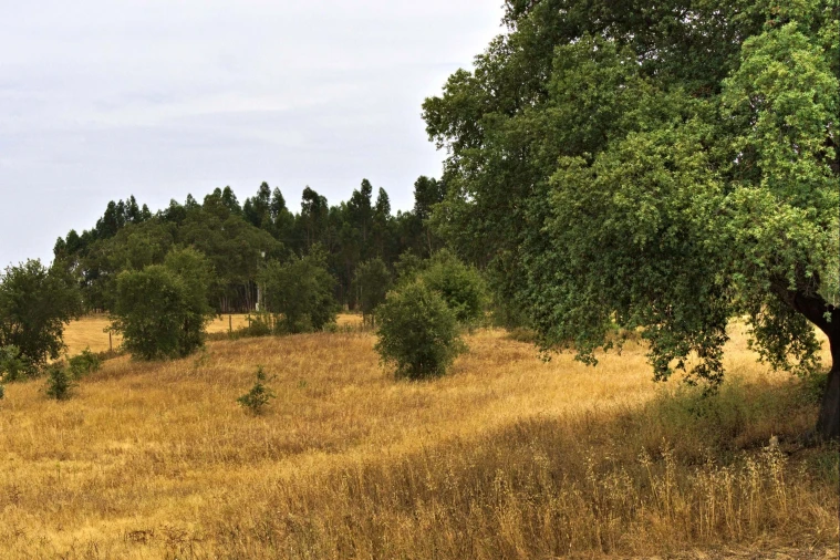 Quinta T4 para Venda em Santiago do Cacém, Santa Cruz e São Bartolomeu da Serra Foto 8