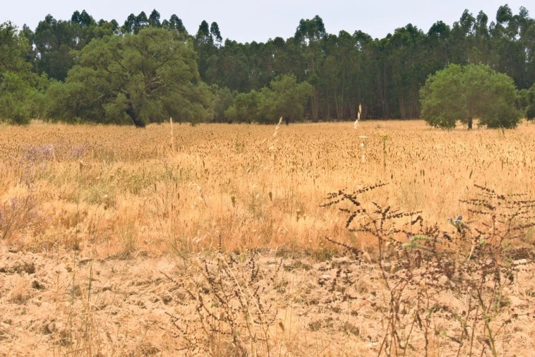 Quinta T4 para Venda em Santiago do Cacém, Santa Cruz e São Bartolomeu da Serra Foto 16