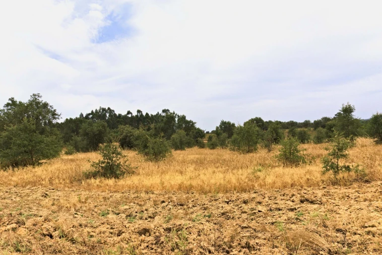 Quinta T4 para Venda em Santiago do Cacém, Santa Cruz e São Bartolomeu da Serra Foto 15