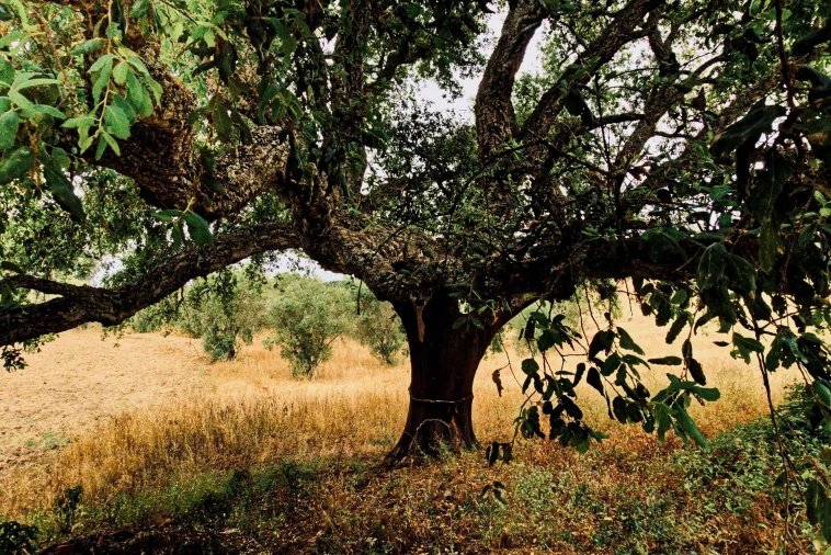 Quinta T4 para Venda em Santiago do Cacém, Santa Cruz e São Bartolomeu da Serra Foto 5