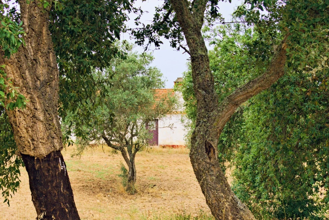 Quinta T4 para Venda em Santiago do Cacém, Santa Cruz e São Bartolomeu da Serra Foto 4