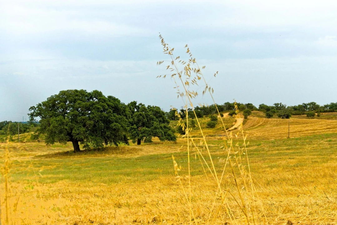 Quinta T4 para Venda em Santiago do Cacém, Santa Cruz e São Bartolomeu da Serra Foto 20
