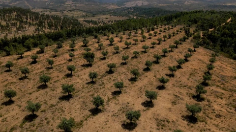 Terreno para Venda em Vila Velha de Rodão