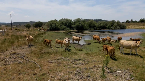 Terreno para Venda em Vila Velha de Rodão