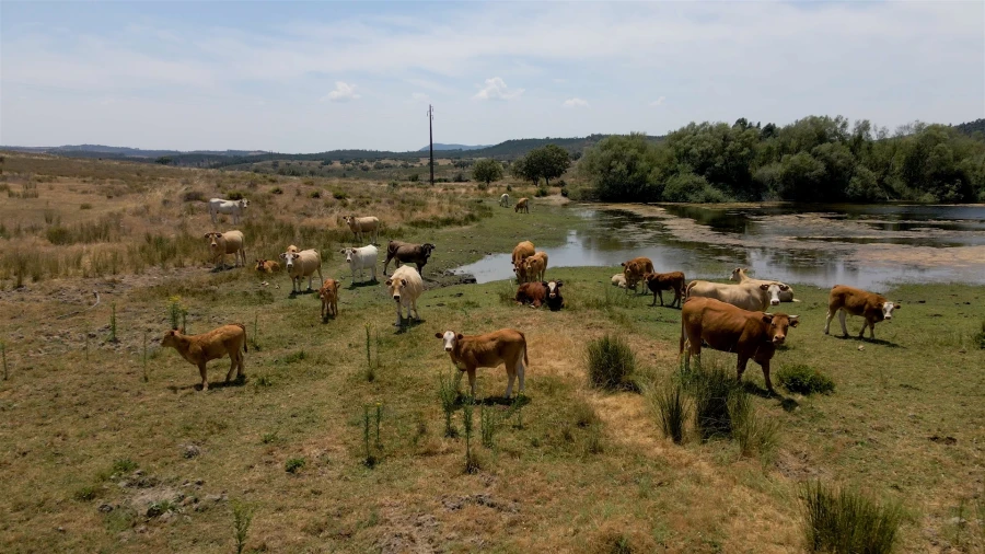 Terreno para Venda em Vila Velha de Rodão Foto 8