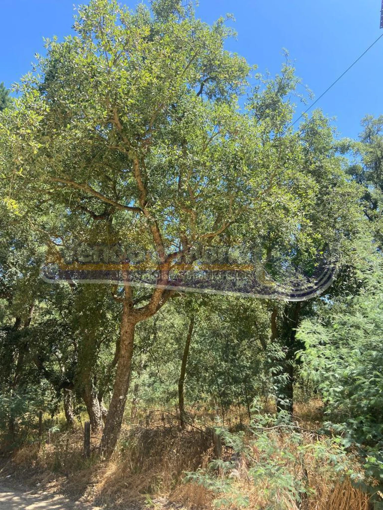 Terreno para Venda em Salvaterra de Magos e Foros de Salvaterra Foto 7