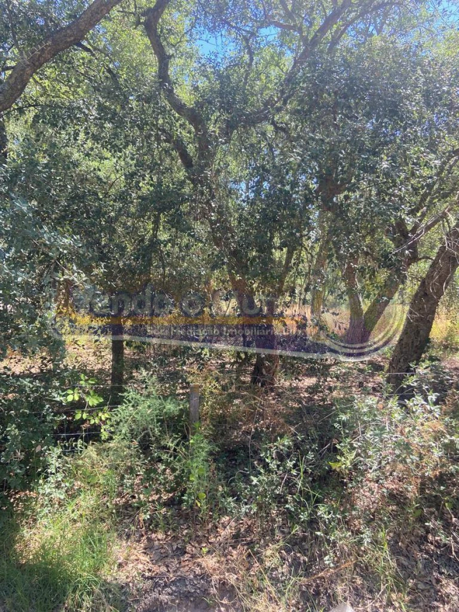 Terreno para Venda em Salvaterra de Magos e Foros de Salvaterra Foto 3