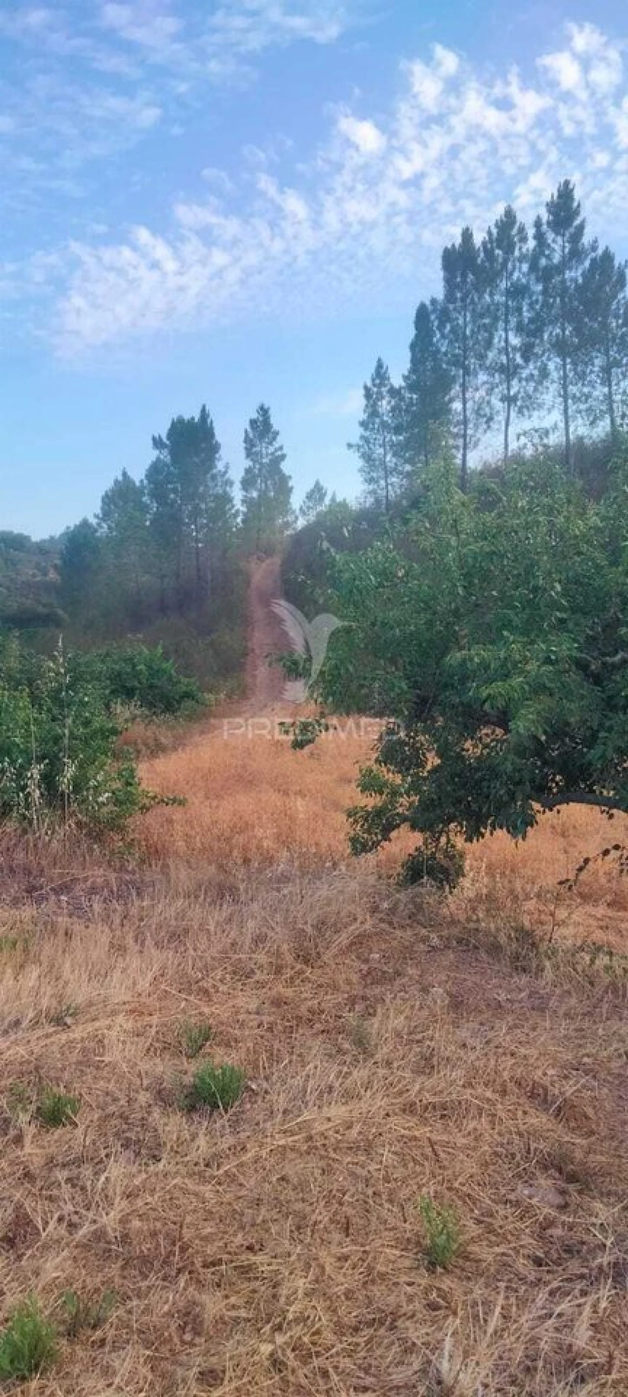 Terreno para Venda em São Bartolomeu de Messines Foto 7