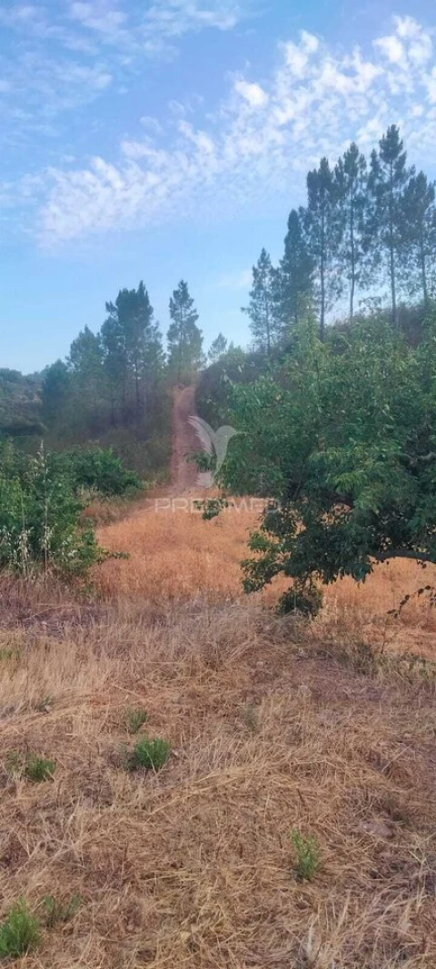 Terreno para Venda em São Bartolomeu de Messines