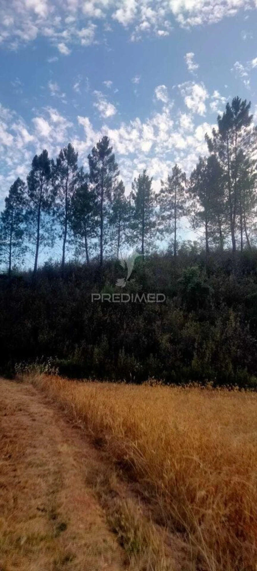 Terreno para Venda em São Bartolomeu de Messines Foto 5