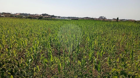 Terreno para Venda em Valega